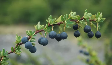 Calafate berries galore!
