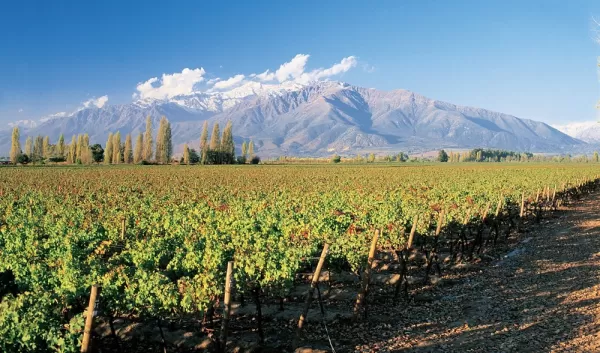 Visit vineyards during wine tours near Santiago