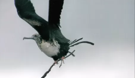 Osprey in flight