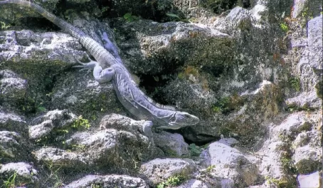 An iguana crawls along the rocks of the Xunantunich ruins