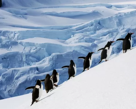 Penguins navigating the icy slopes