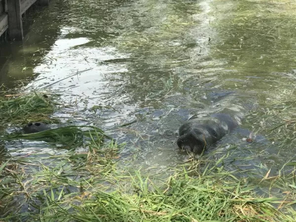 If you're lucky, you might find a manatee at the city park!