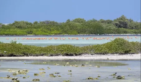 Flamingos in Caribbean islands