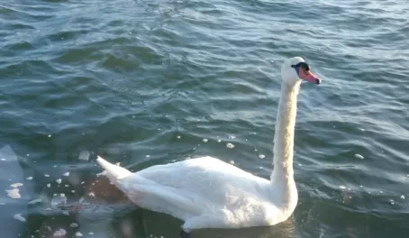 Swan on the Danube