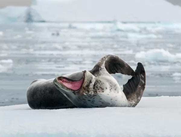 A leopard seal stretches out on the ice
