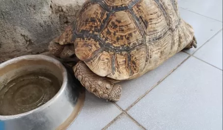 A tortoise pet