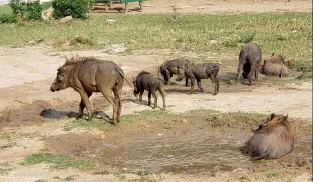 Warthogs rolling in the mud to get cool