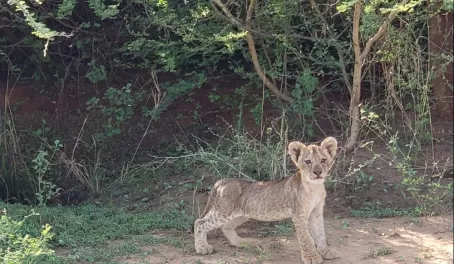 Baby cub lion on alert