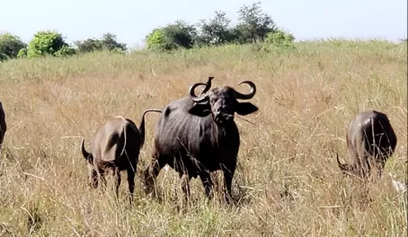 A water buffalo with a little birdie