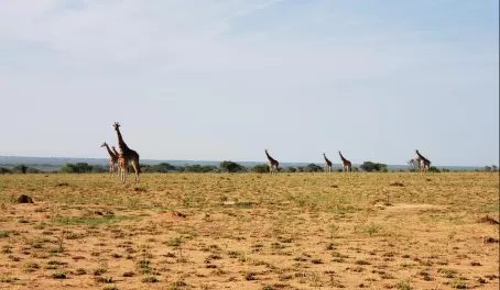 A horizon of giraffes!