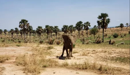This elephant came right up to our vehicle and trumpeted after this photo!