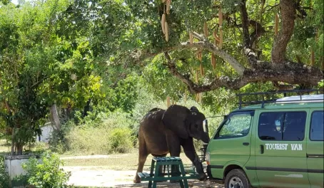 An elephant spying things out