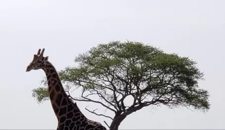 Giraffe as big as a tree!
