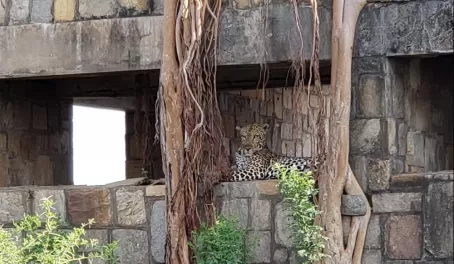 The Leopard seemed to not care that we were there