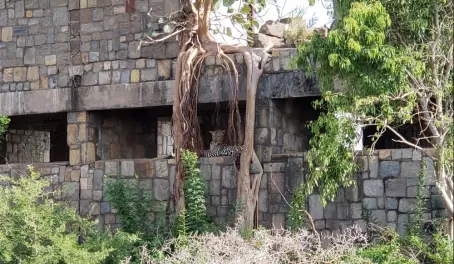 Leopard found at an abandoned complex in the park