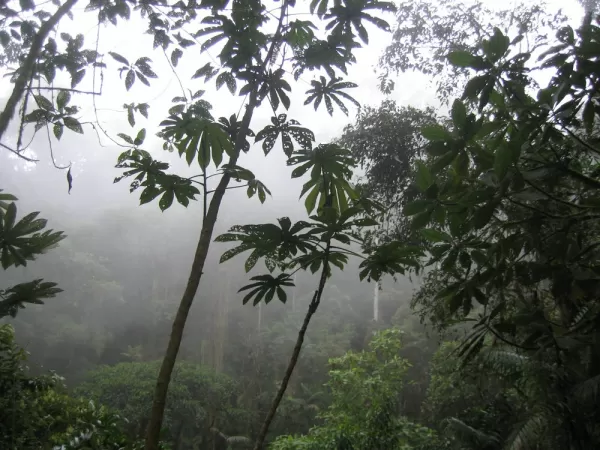Beautiful Bellavista Cloudforest