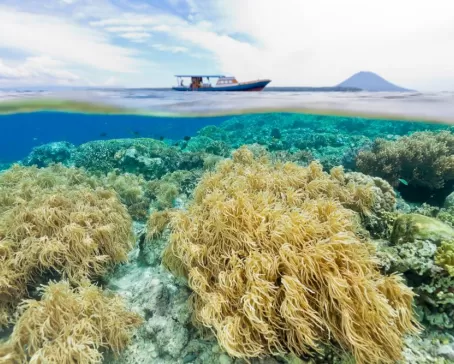 Dive among amazing corals in Indonesia