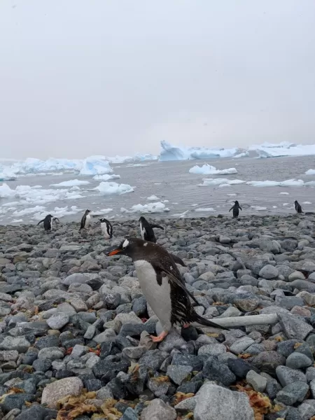 A gentoo on the move