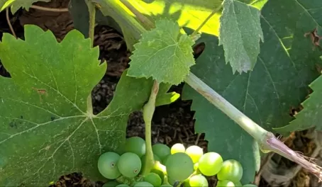 Grapes at Mt Etna Winery