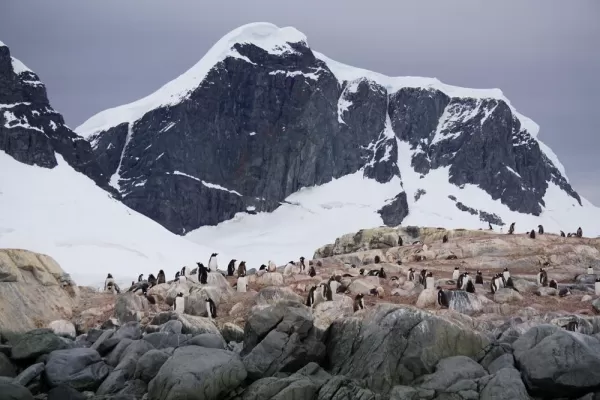Penguin Colony on the Peninsula
