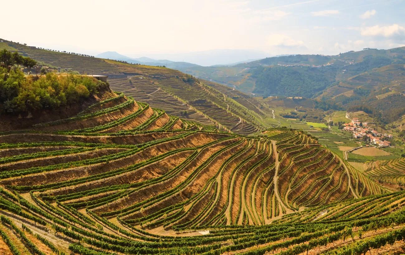 Explore the terraced Douro river valley