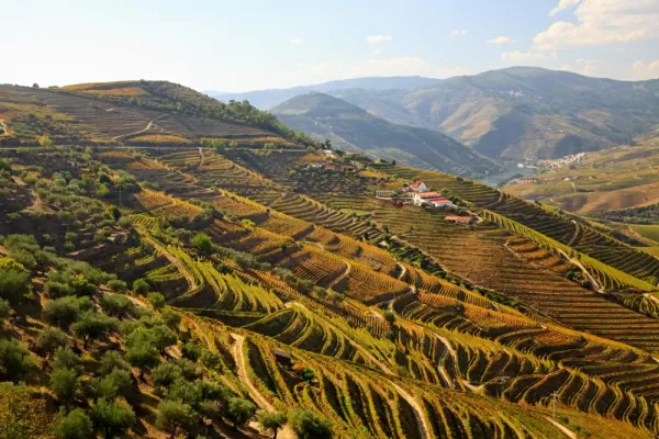 The terraced landscape of the Douro Valley