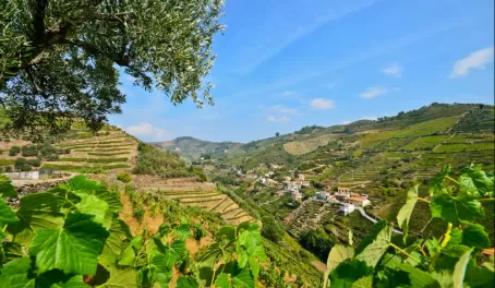 Explore the vineyards of the Douro river valley