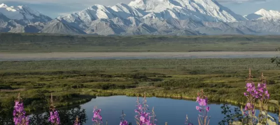Fireweed blooms before majestic Denali
