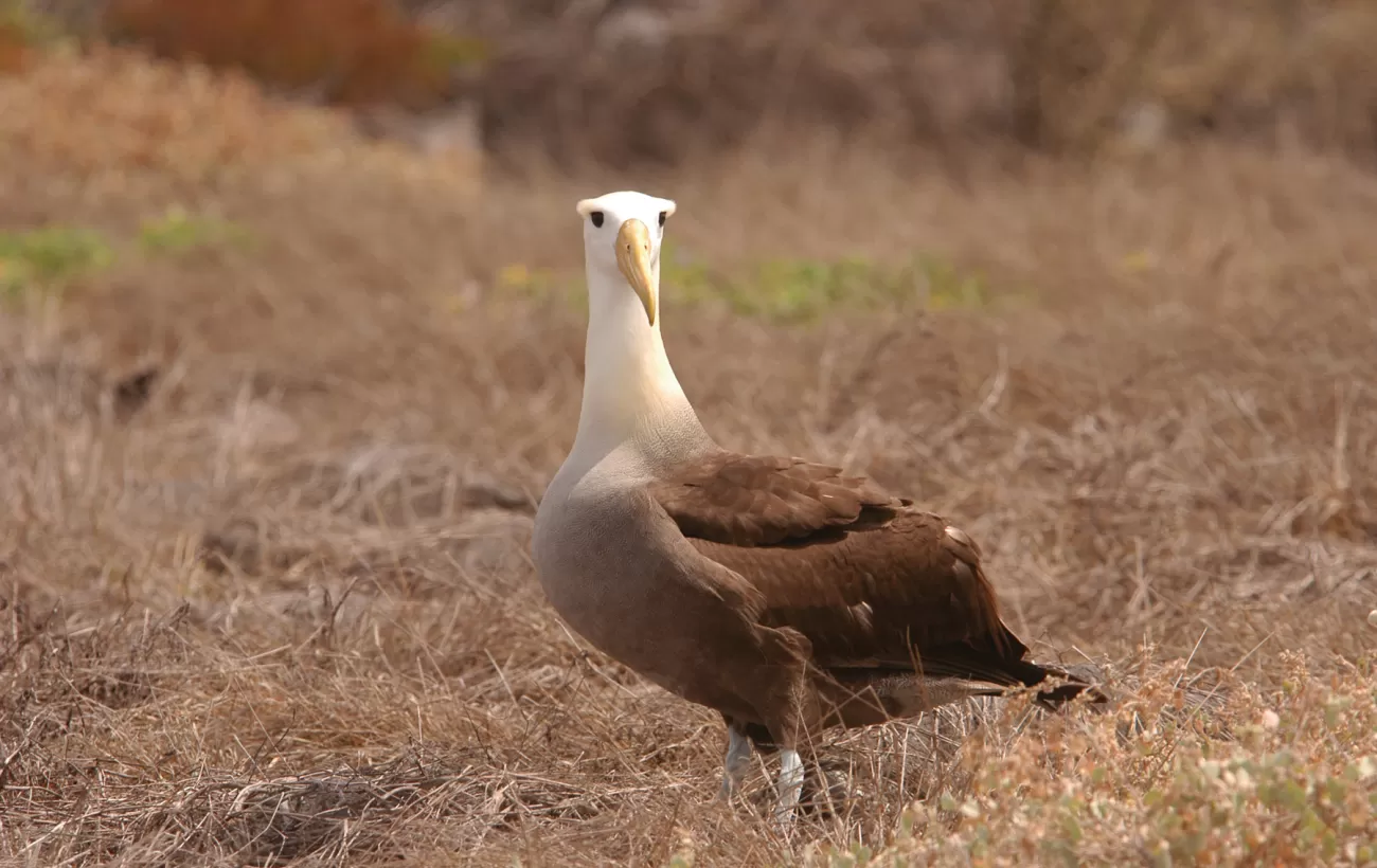 Sole Albatrosse looking for the group