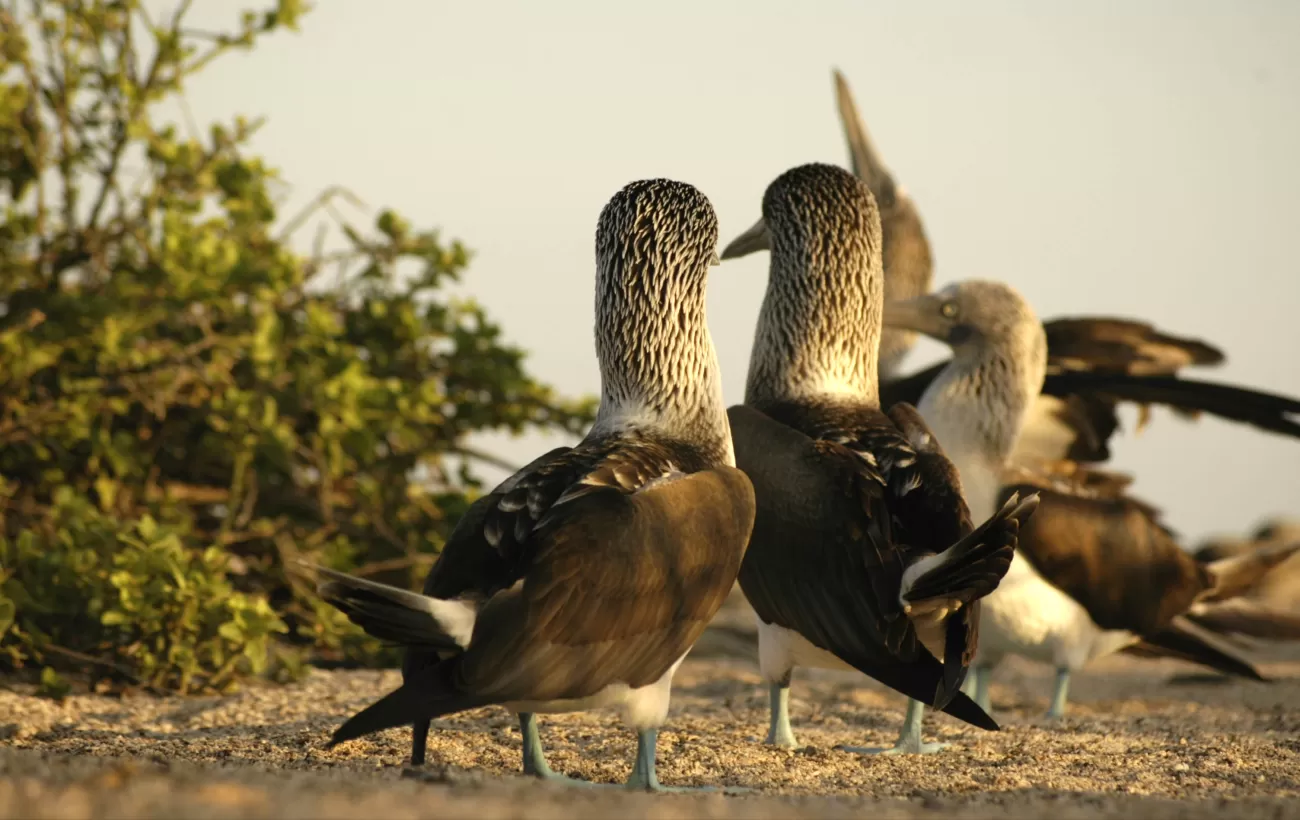 See Blue-footed boobies and other wildlife on your Galapagos tour