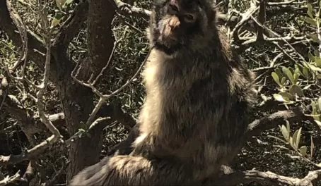 Barbary ape in Gibraltar
