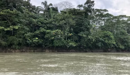The only time you'll feel "cool" in the Amazon. Watching the jungle pass by from the motorized canoe.