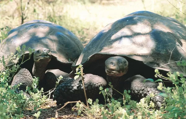 Two Galapagos Tortoises taking in some shade in the Galapagos