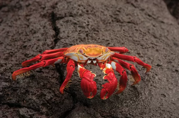 Sally Lightfoot crab posing for the camera in the Galapagos Islands