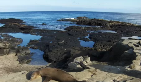 Sea lions and inguanas sun themselves on shore in the Galapagos