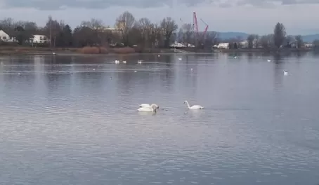 There were nearly 20 swans outside my window Saturday morning.