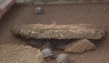 Young giant tortoises