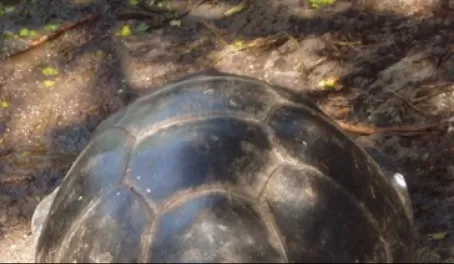 Young giant tortoises