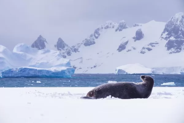 Seal relaxing on the ice