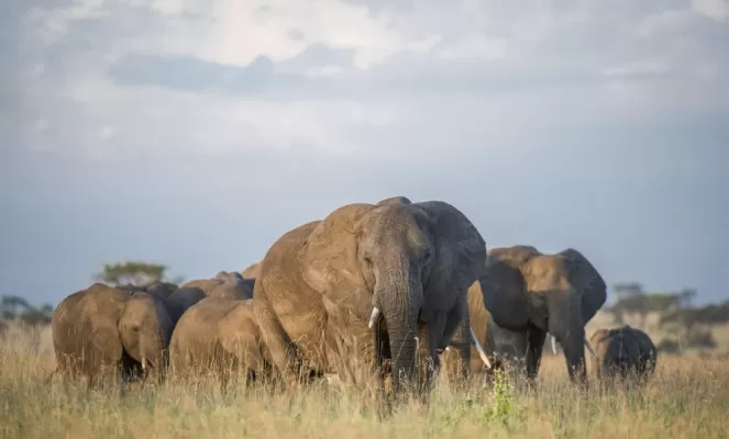 Elephants roam the plains of Grumeti