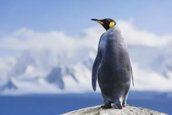 King penguin in Antarctica