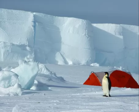 Penguin at Gould Bay Camp. Courtesy Russ Hepburn, Antarctic Logistics & Expeditions