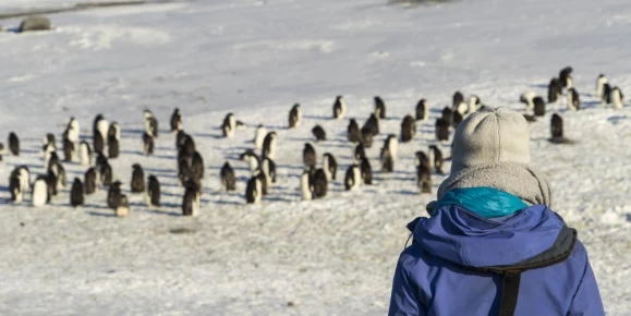 Admiring Adelie penguins