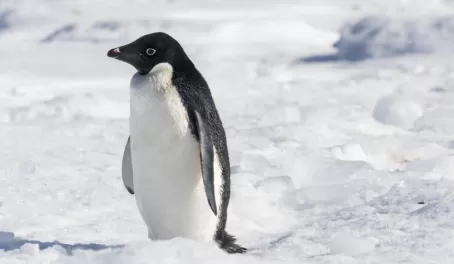 A lone Adelie penguin on an ice floe