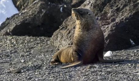 Admire Antarctic fur seals - from a safe distance, of course!