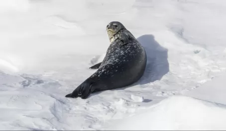 A Weddell seal watches the ship cruise by