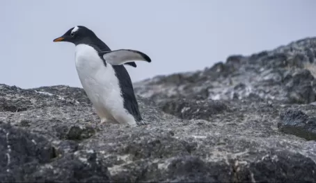 Spot Gentoo penguins in Antarctica