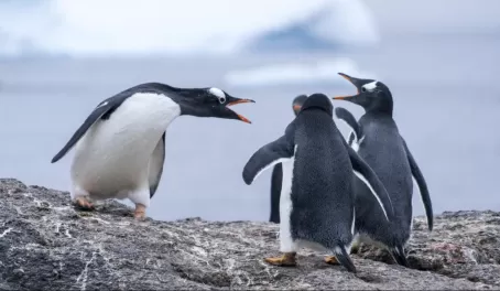 Watch the antics of Gentoo penguins