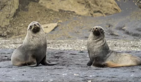 Fur seals eyeing visitors to their island