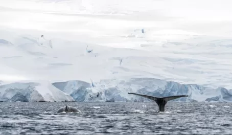 Whale watching in Antarctica